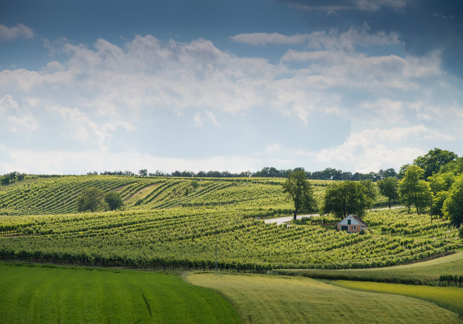 Weinviertel DAC