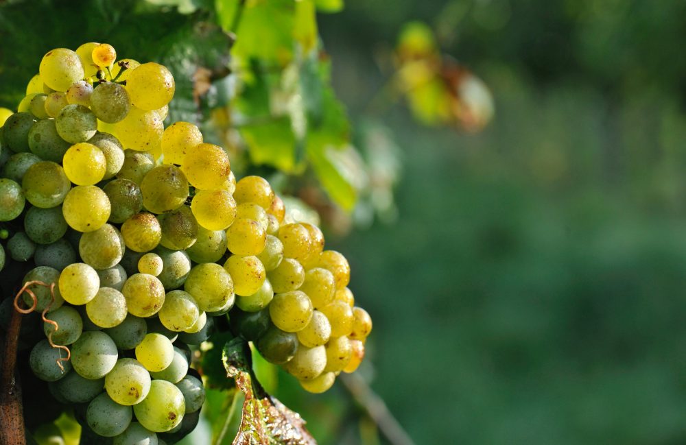 Grüner Veltliner