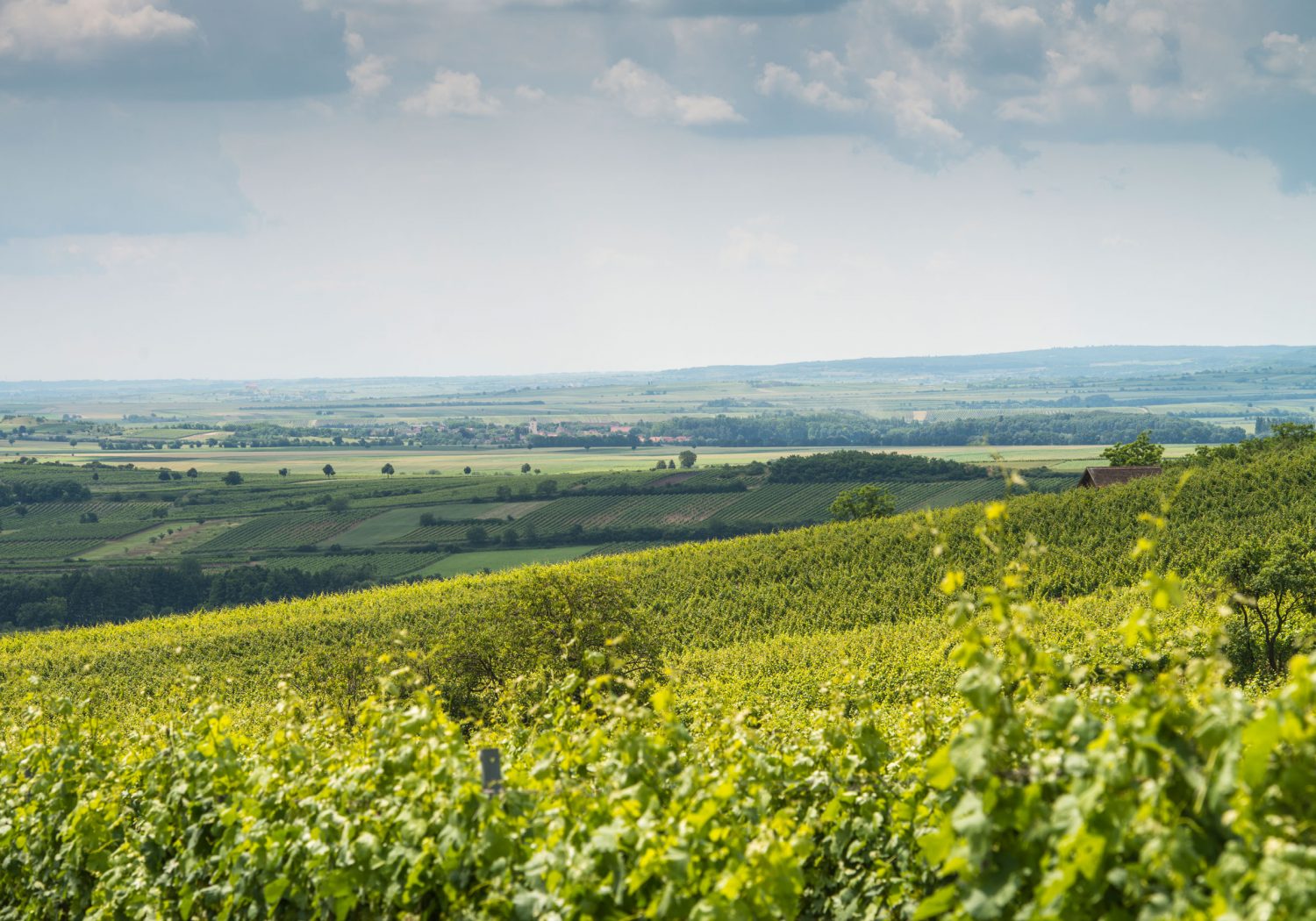 Weinkomitee Weinviertel dac