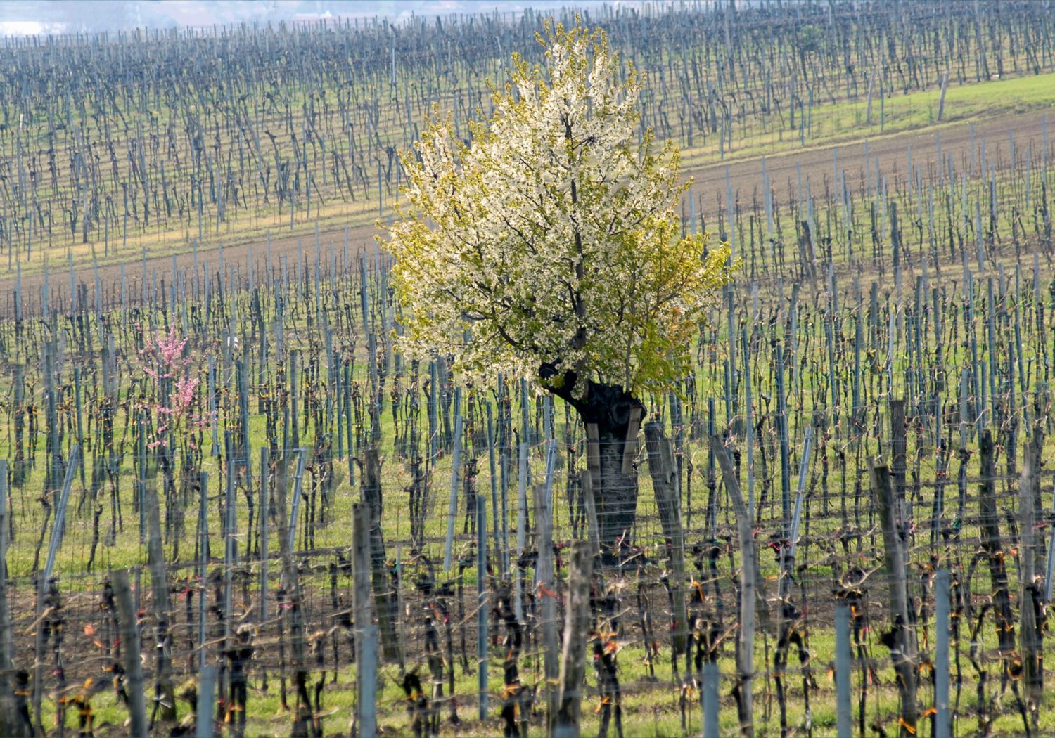 Entwicklung der Rebsorten im Weinviertel