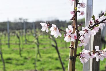 Frühling im Weinviertel