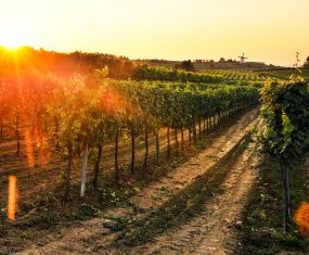 Das Wetter im Jahr 2017 im Weinviertel hielt einige Herausforderungen parat