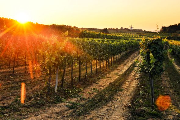 Das Wetter im Jahr 2017 im Weinviertel hielt einige Herausforderungen parat