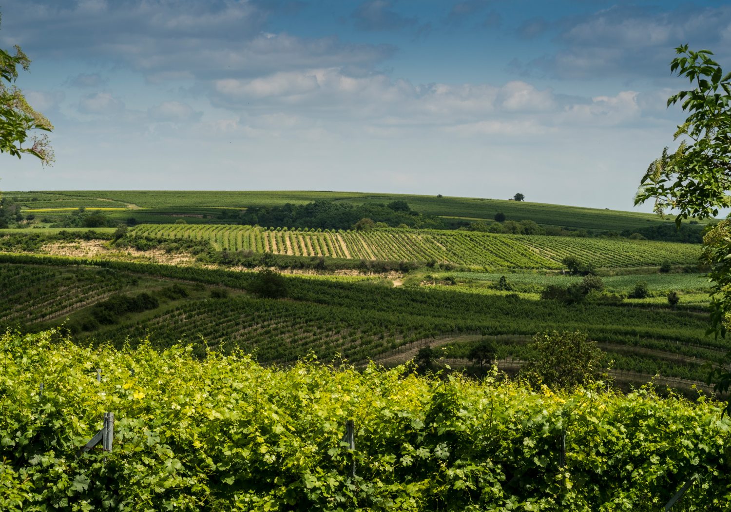 Das Weinviertel